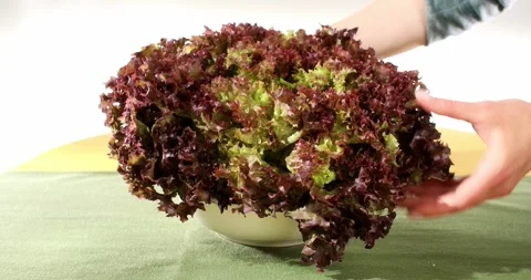 Female hands put fresh Red frilly lettuce on table. Close up. Stock Footage 243912647