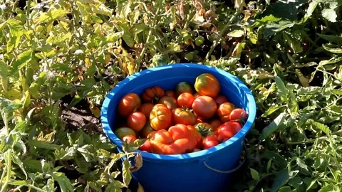 Female hands put ripened tomatoes in a large bucket Stock Footage 123667287