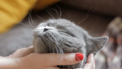 Female hands with red nails scratching a blue British cat. Close-up, portrait. Stock Footage 107021897