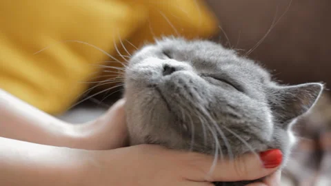 Female hands with red nails scratching a blue British cat. Close-up, portrait. Stock Footage 107021956
