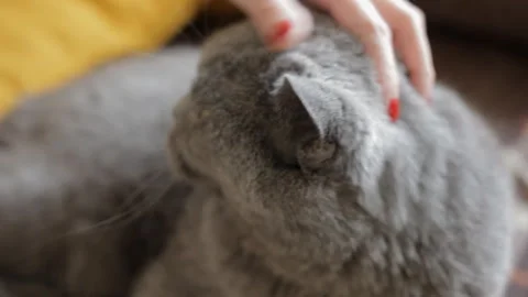 Female hands with red nails scratching a blue British cat. Close-up, portrait. Stock Footage 107022428