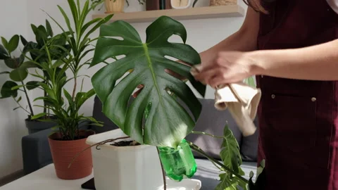 Female hands rub and wipe dust off leaves houseplant Monstera Deliciosa Stock Footage 208034664