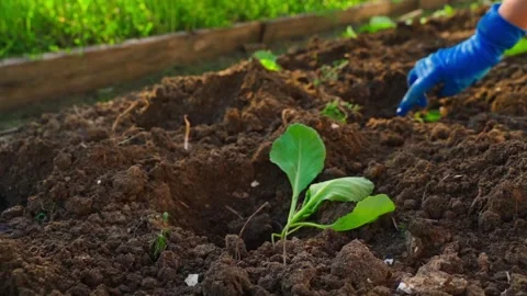 Female hands in rubber gloves placing cabbage seedling into hole in garden bed Stock-Footage 342736007