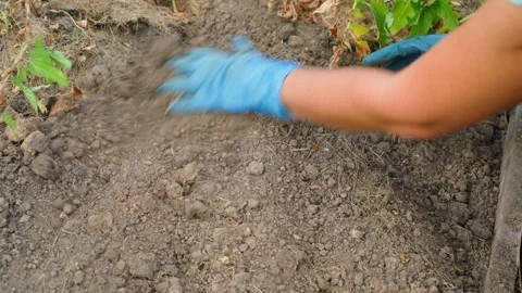 Female hands in rubber gloves work in a vegetable garden bed, close-up. Careful Stock Footage 260167294