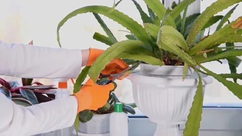 Female hands with scissors pruning cactus Schlumbergera in flower pot. Video stock 157673473