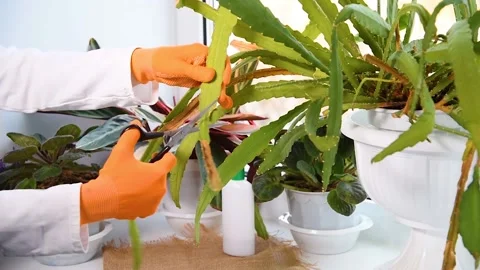 Female hands with scissors removing dry leave from domestic plant Stock Footage 149092202