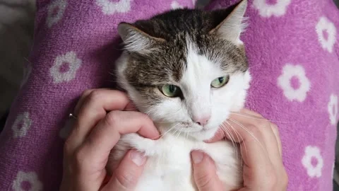 Female hands scratch a cat Stock Footage 344955721