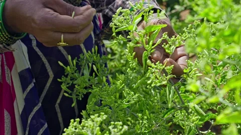 Female hands selectively plucking or harvesting fresh jasmine flowers in th.. Stock Footage 252678462