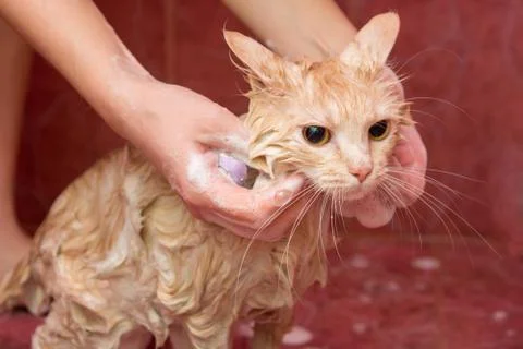 Female hands soap the shampoo home cat Stock Photos