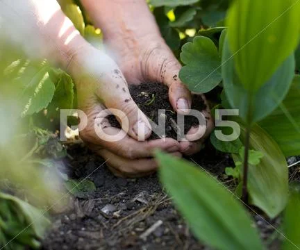 Female hands with soil working in garden Stock-Fotos