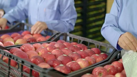 Female hands sorted red apples into plastic boxes for export 스톡 동영상 123425209