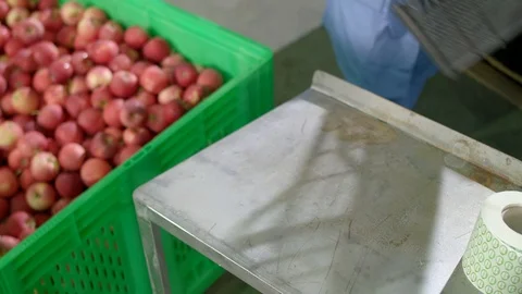 Female hands sorted red apples into plastic boxes for export Stock Footage 123425519