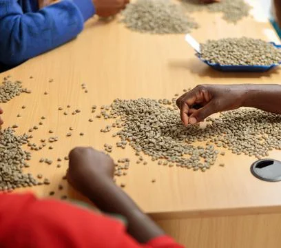 Female hands sorting coffee beans by size in production Stock Photos