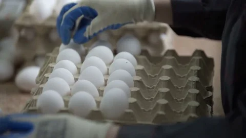 Female hands sorting eggs in the factory Stock Footage 85267021