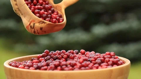 Female hands sorting ripe red lingonberries. Harvesting in the fall. Stock Footage 115688145