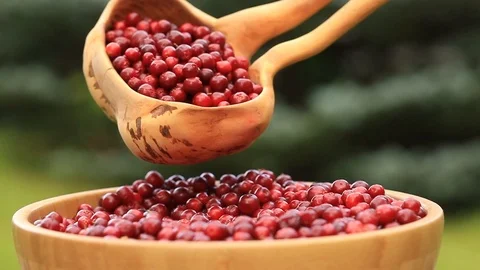 Female hands sorting ripe red lingonberries. Harvesting in the fall. Stock Footage 115688200