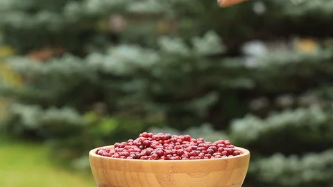 Female hands sorting ripe red lingonberries. Harvesting in the fall. Stock Footage 115688217