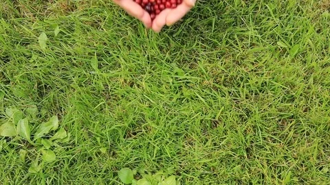 Female hands sorting ripe red lingonberries. Harvesting in the fall. 스톡 동영상 115688278