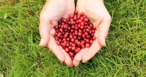 Female hands sorting ripe red lingonberries. Harvesting in the fall. Stock-Footage 115688404