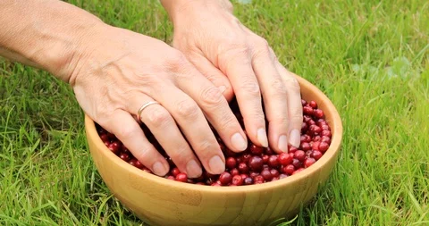 Female hands sorting ripe red lingonberries. Harvesting in the fall. Stock-Footage 115688494