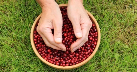 Female hands sorting ripe red lingonberries. Harvesting in the fall. Stock-Footage 115688571