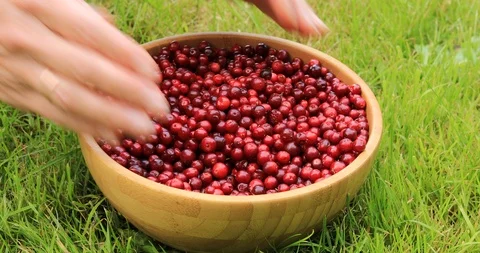 Female hands sorting ripe red lingonberries. Harvesting in the fall. Stock-Footage 115688591