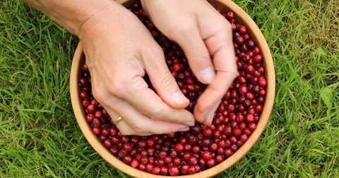 Female hands sorting ripe red lingonberries. Harvesting in the fall. Stock-Footage 115688605