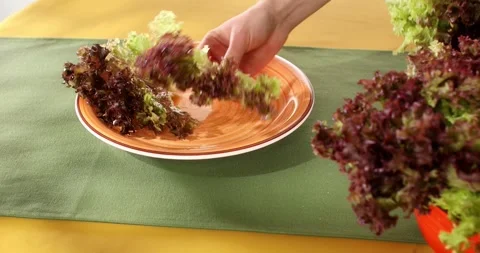 Female hands stack Red frilly lettuce leaves on a platter lettuce. Close up. Stock Footage 243913019