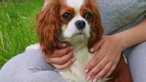 Female hands stroking and caressing Cavalier King Charles Spaniel dog close up Stock Footage 278401245