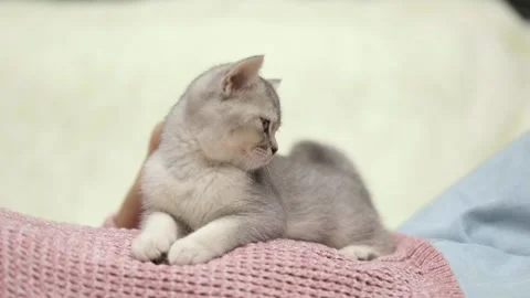 Female hands stroking a kitten Stock-Footage 252058796
