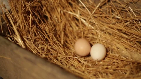 Female hands taking eggs Stock Footage 49995624