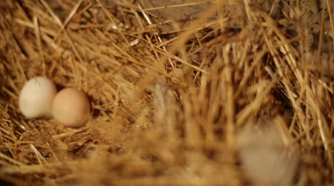 Female hands taking eggs Stock Footage 50051111