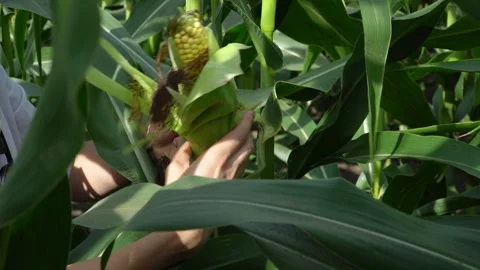 Female hands tear the cob of corn from the trunk on a farm corn plantation. Stock Footage 281338857