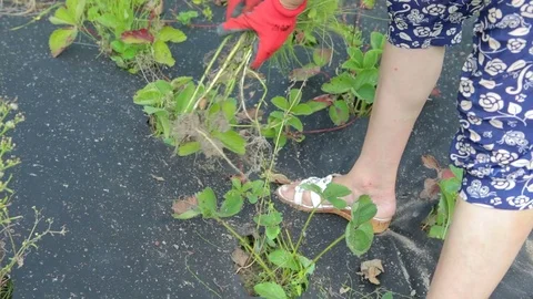 Female hands tear weeds Stock Footage 80765464