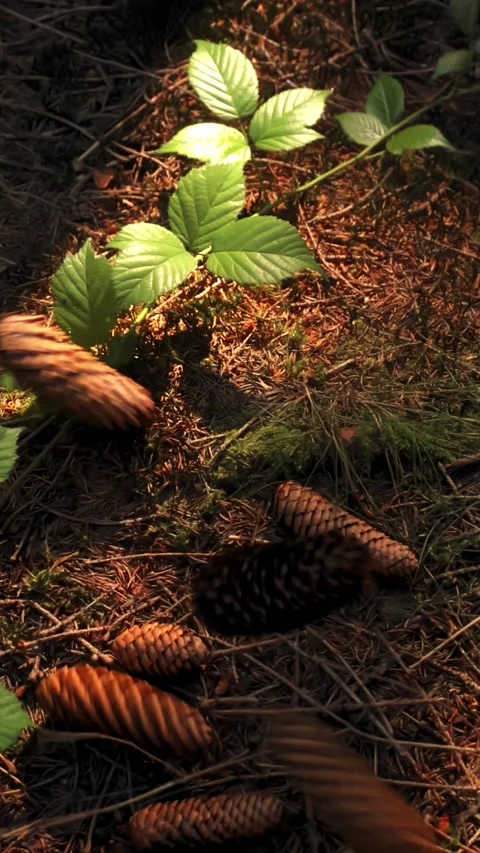 Female Hands Throwing and Dropping Pine Cones in the Forest [Slow Motion] Stock Footage 283916771