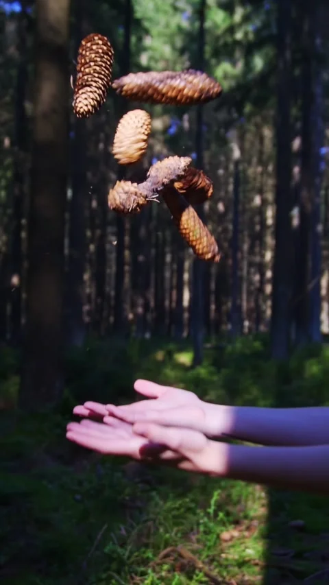 Female Hands Throwing and Dropping Pine Cones in the Forest [Slow Motion] Stock Footage 283916850