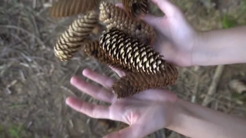 Female Hands Throwing and Dropping Pine Cones in the Forest [Slow Motion] Stock Footage 283916887