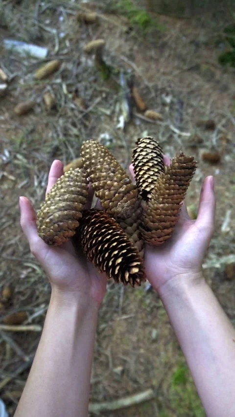 Female Hands Throwing and Dropping Pine Cones in the Forest [Slow Motion] Stock Footage 283916916