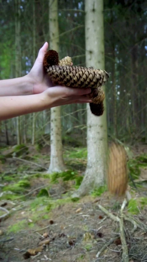 Female Hands Throwing and Dropping Pine Cones in the Forest [Slow Motion] Stock Footage 283916921