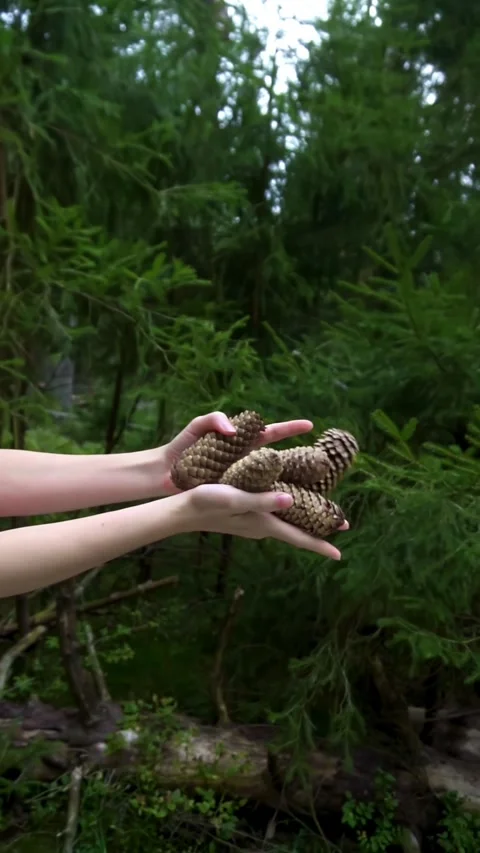 Female Hands Throwing and Dropping Pine Cones in the Forest [Slow Motion] Stock Footage 283916959