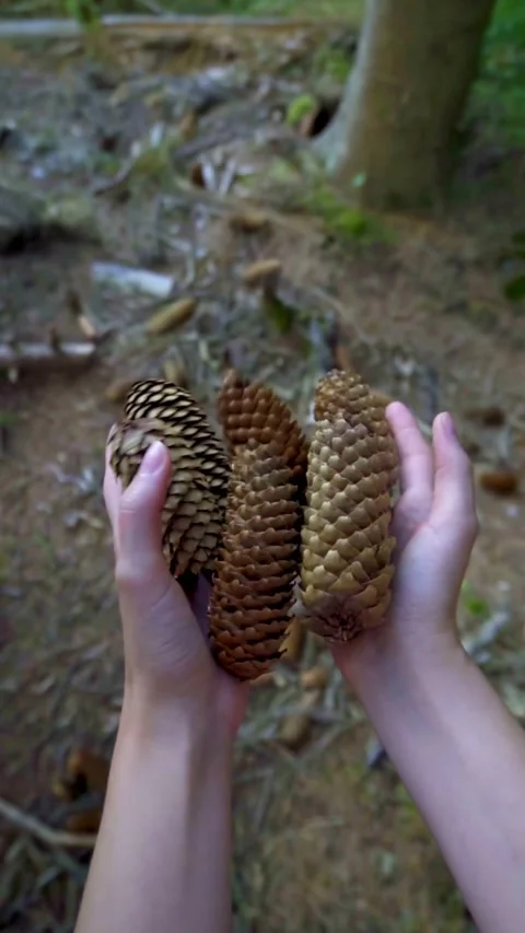 Female Hands Throwing and Dropping Pine Cones in the Forest [Slow Motion] Stock Footage 283916960
