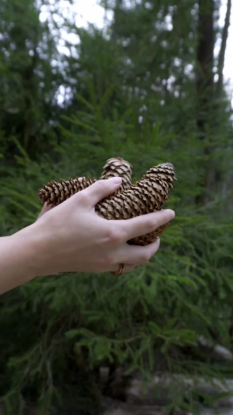 Female Hands Throwing and Dropping Pine Cones in the Forest [Slow Motion] Stock Footage 283917124