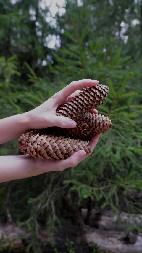 Female Hands Throwing and Dropping Pine Cones in the Forest [Slow Motion] Stock Footage 283917193