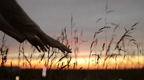 Female Hands Touch the Ears of Grass at Sunset Stock Footage 66374191