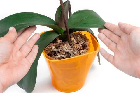 Female hands touch the leaves of the phalaenopsis orchid in an orange pot Stock Photos