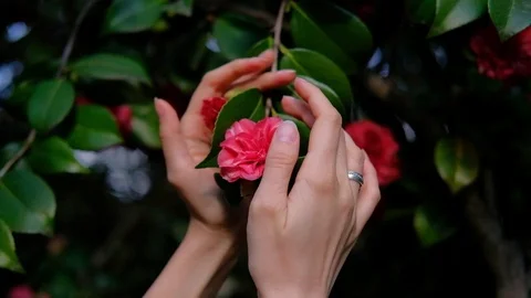 Female hands touches pink flower on branch Stock Footage
