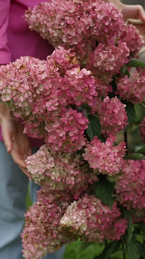 Female hands touching lush blooming pink panicle hydrangea flowers Vídeos de archivo 346235779
