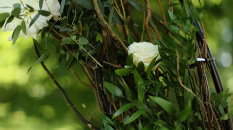Female hands touching petals of white roses in bud in park, close-up Stock Footage 65501833
