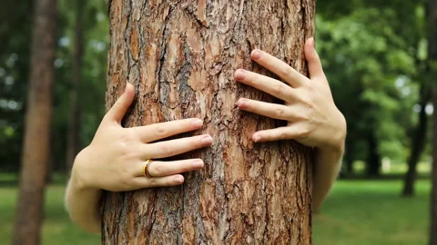 Female hands touching tree trunk, hugs spiritual healing, enjoy nature Stock Footage 280201895