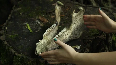 Female hands twisting the skull of a dead horse Stock Footage 112087537